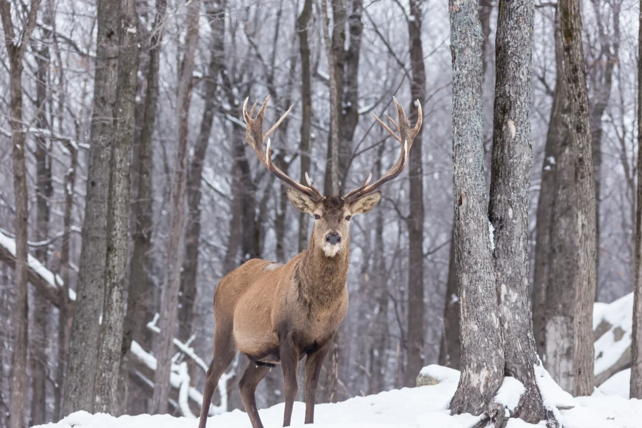 cerf dans les bois 6837