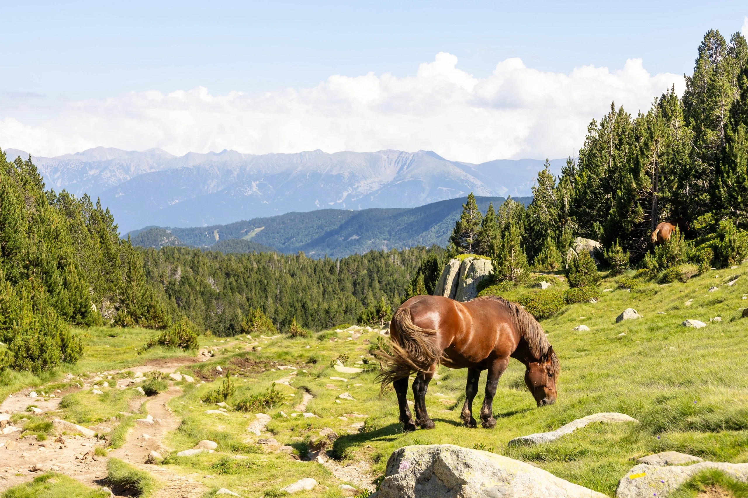 Cheval broutant dans prairie de montagne ensoleillée