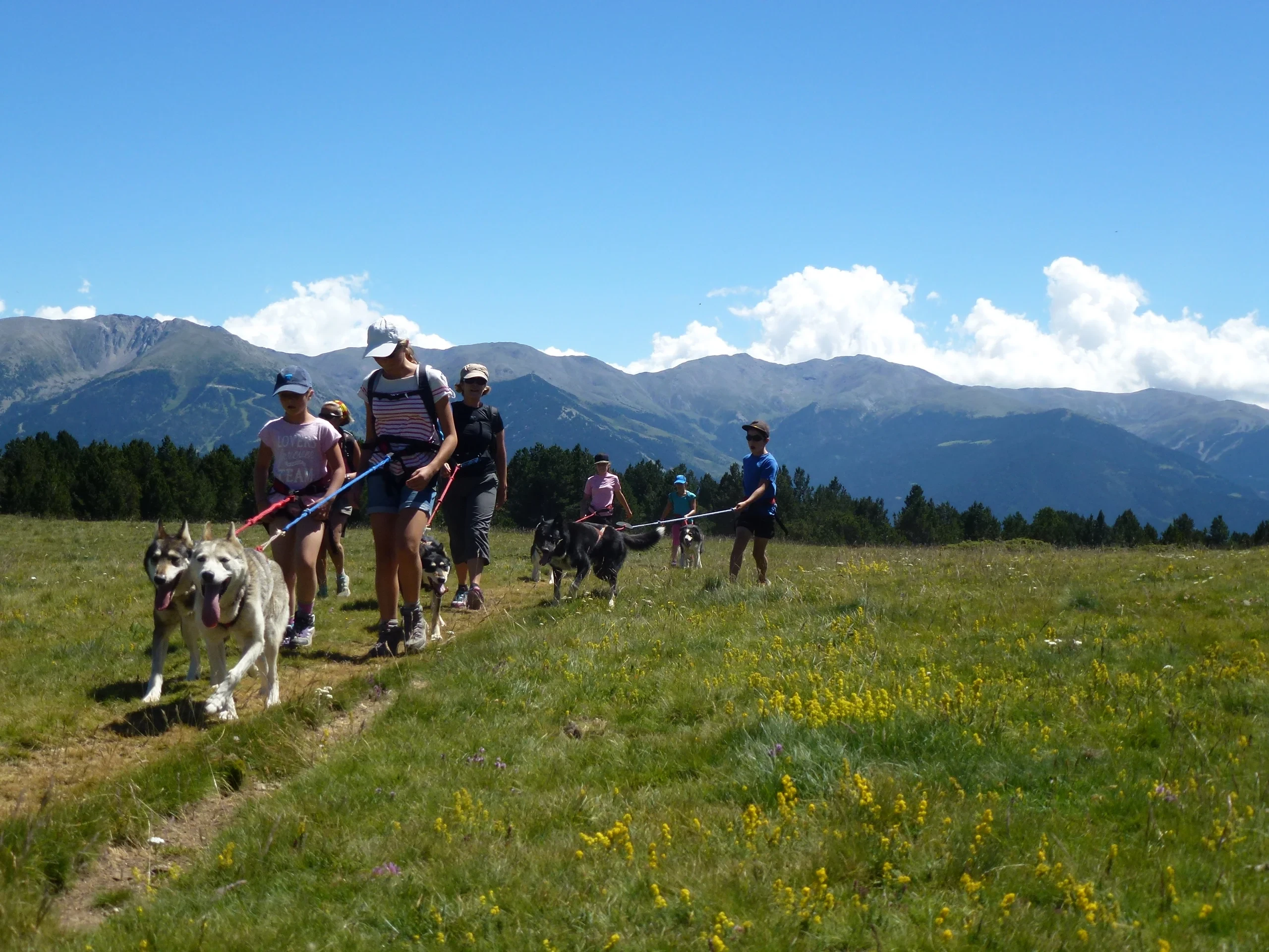 Randonnée avec huskys en montagne ensoleillée