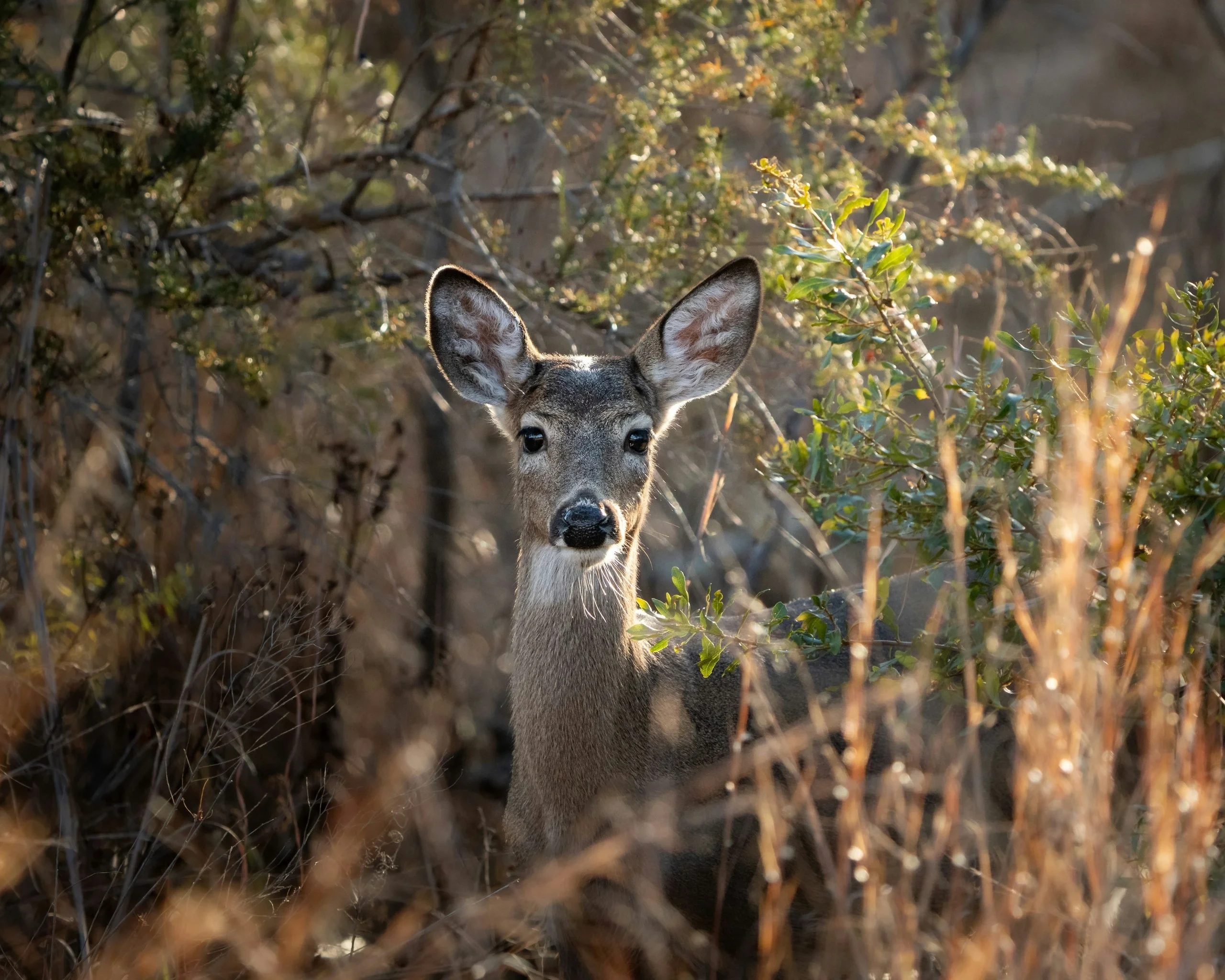 Jeune cerf dans les herbes au soleil