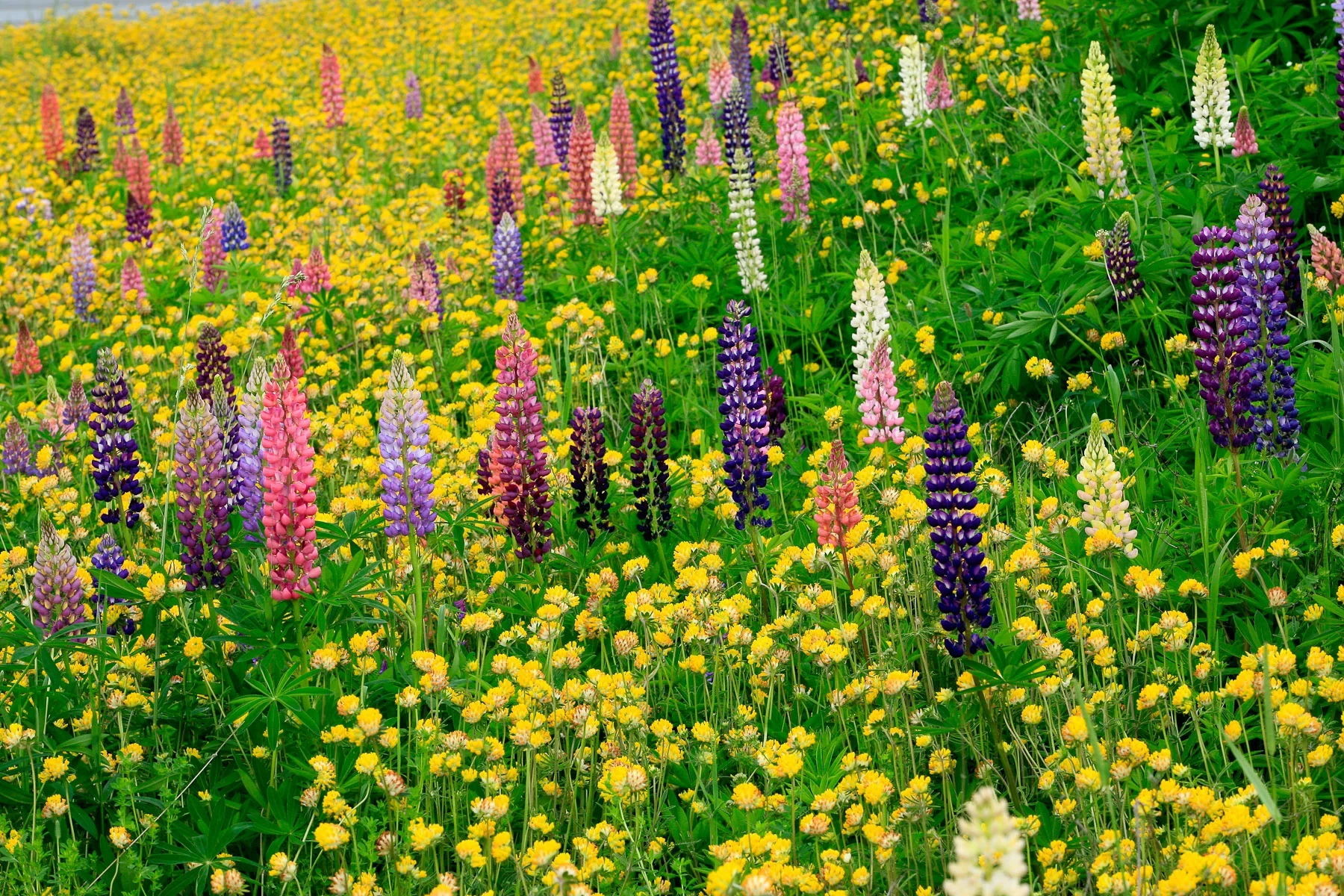 Prairie fleurie de lupins multicolores et fleurs jaunes