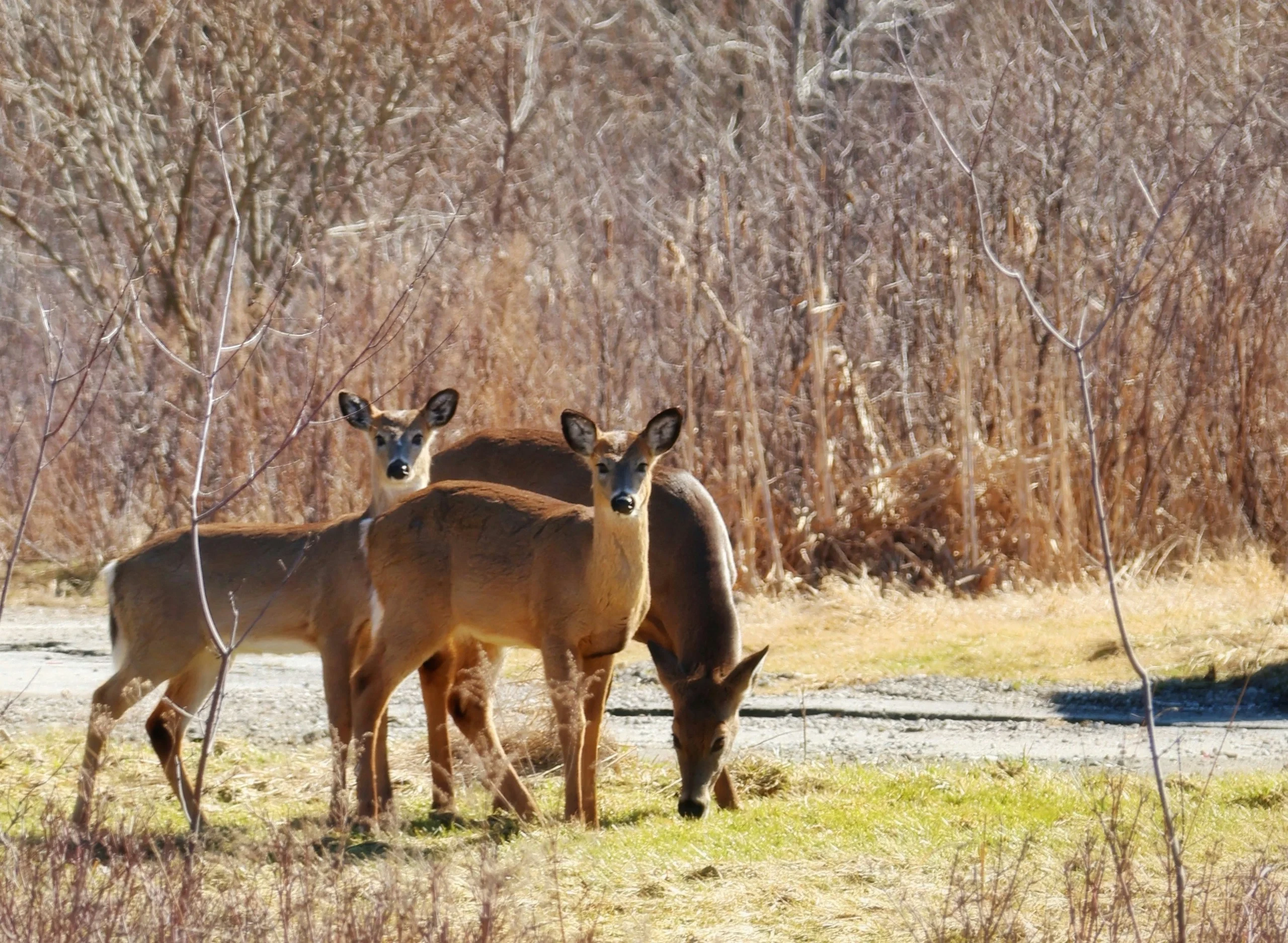 Trois cerfs dans une clairière herbeuse